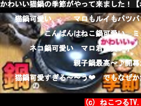 かわいい猫鍋の季節がやって来ました！【ねこつる】  (c) ねこつるTV.